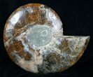 Inch Ammonite (Half) - Agate Preservation #4365-1
